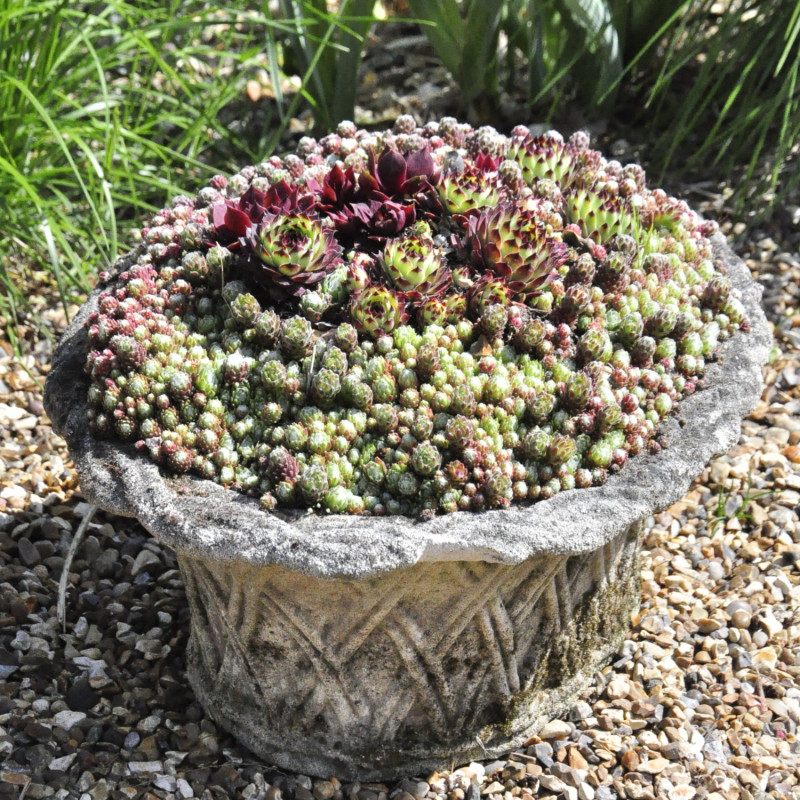 Rojniki w miniaturowym skalniaku