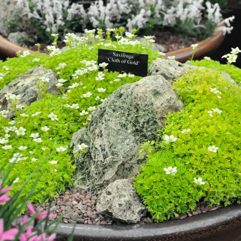 Miniaturowy skalniak z kwitnącą na biało skalnicą