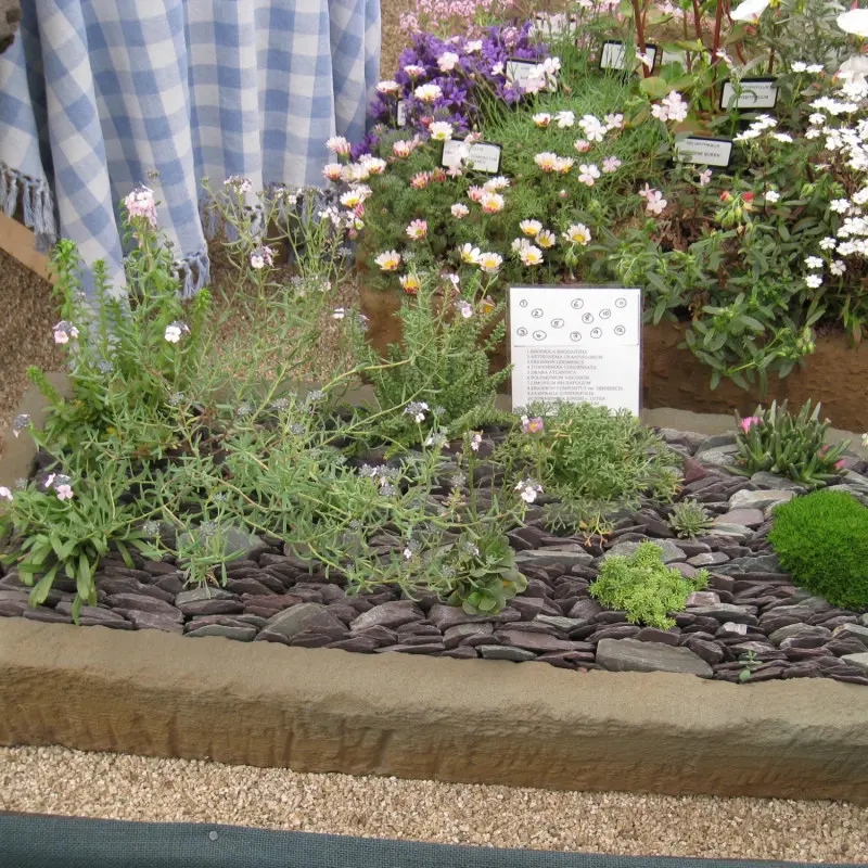 Mianiturowy skalniak szczelinowy