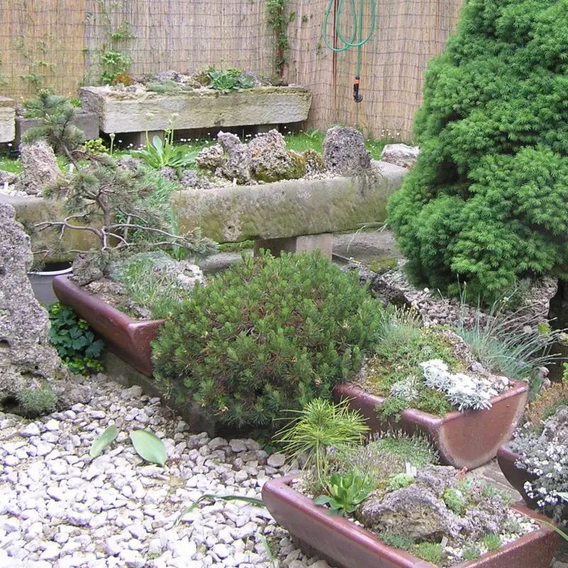 Miniaturowe skalniaki i rośliny iglaste