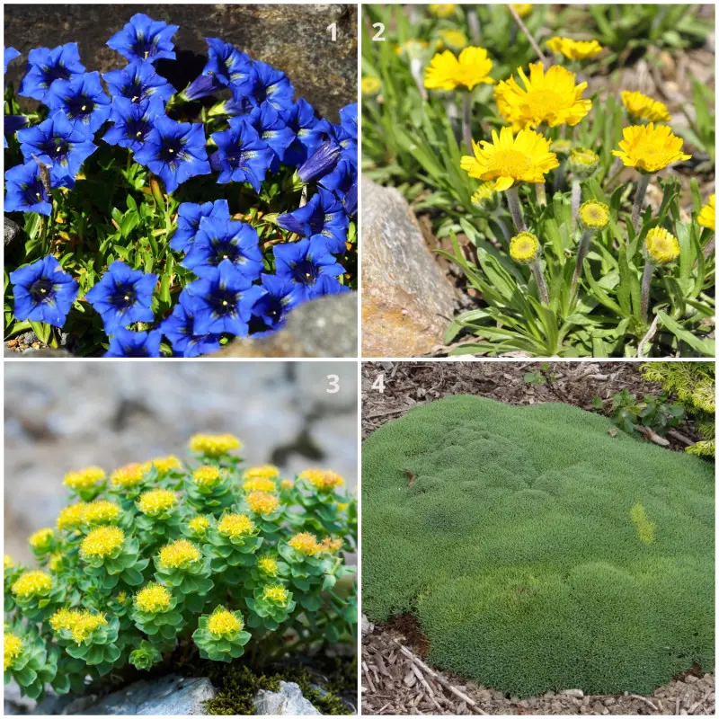 Przykłady roślin nadających się na miniaturowe skalniaki
