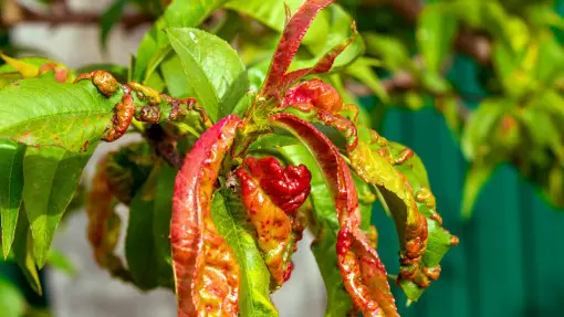 Kiedy i czym opryskiwać brzoskwinie? Kluczowe terminy i preparaty do walki z kędzierzawością 