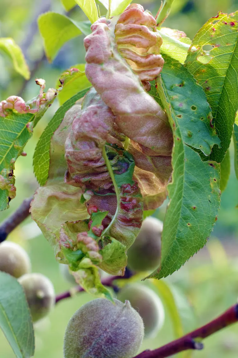 Kędzierzawość liści brzoskwini - objawy