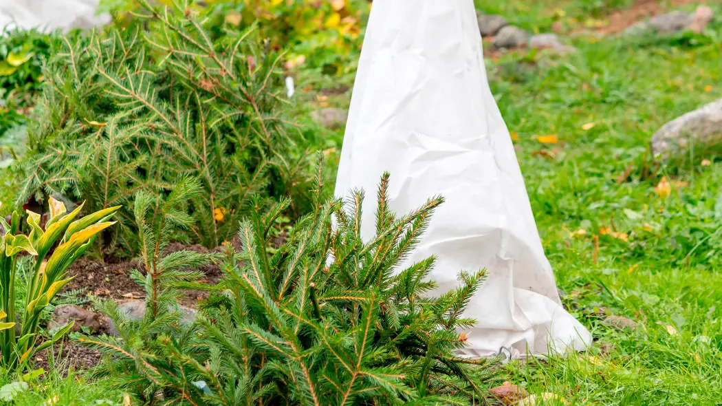 Zabezpieczanie roślin na zimę agrowłókniną i stroiszem w ogrodzie.