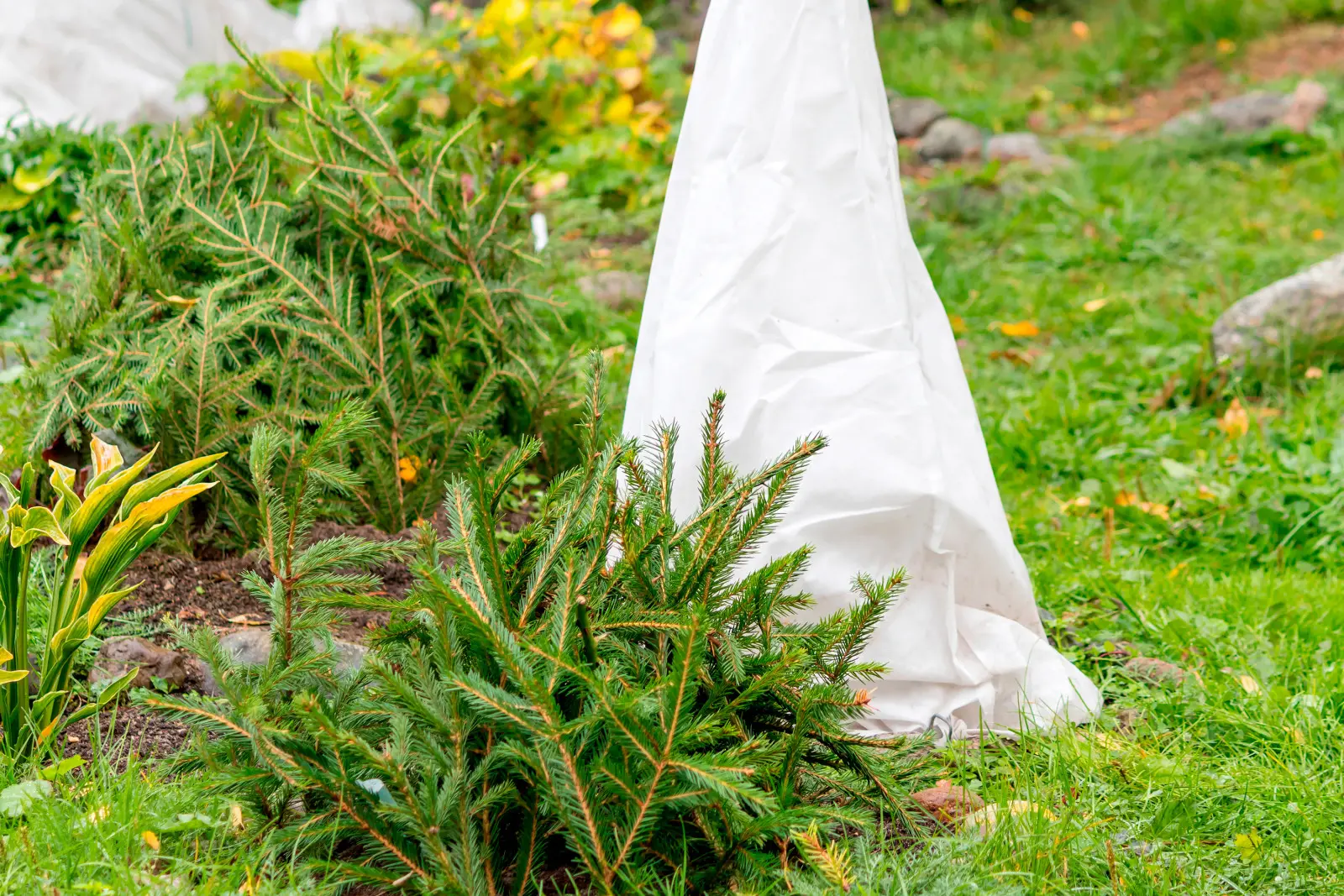 Daje największe szanse na przetrwanie zimy i mrozów. Jeszcze masz czas, by owinąć rośliny, ale uważaj na błędy