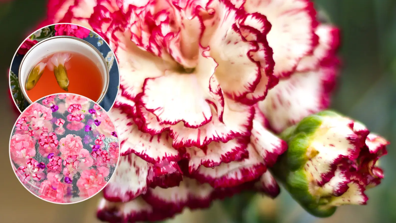 Korzenny aromat goździków. Dwa przepisy na dania z kwiatami