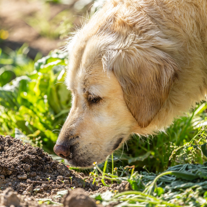 Pies wąchający kretowisko w ogrodzie