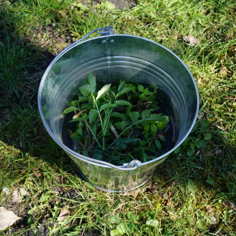 Wiadro z gnojówką z liści czarnego bzu