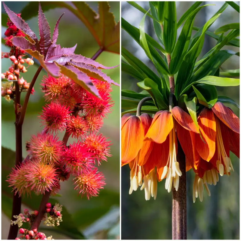 Rośliny odstraszające krety