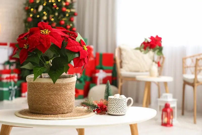 Poinsecja w doniczce na stoliku, na tle choinki i prezentów w świątecznym salonie