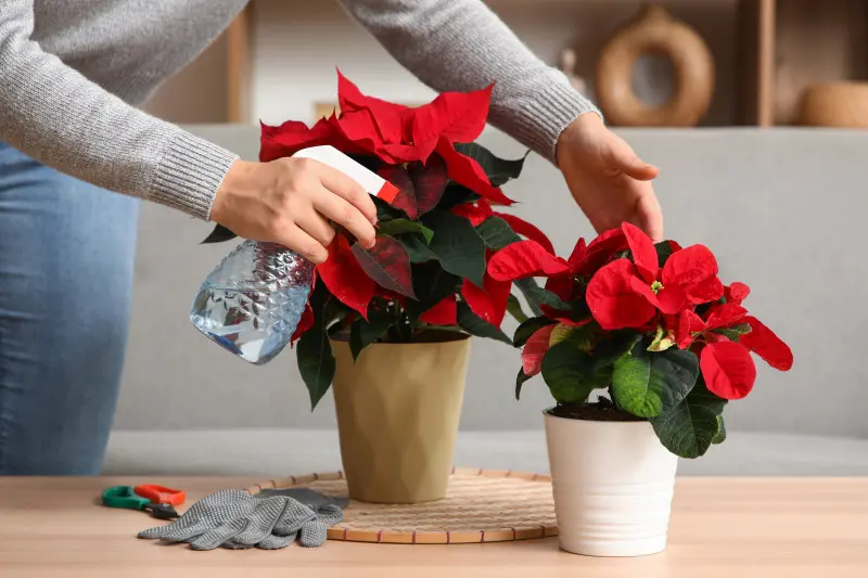 Podlewanie i pielęgnacja poinsecji w doniczce – roślina ozdobna na domowym stole