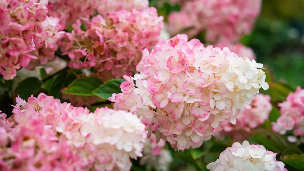 Ta hortensja naturalnie zmienia kolor. Nie musisz nic dodawać do gleby