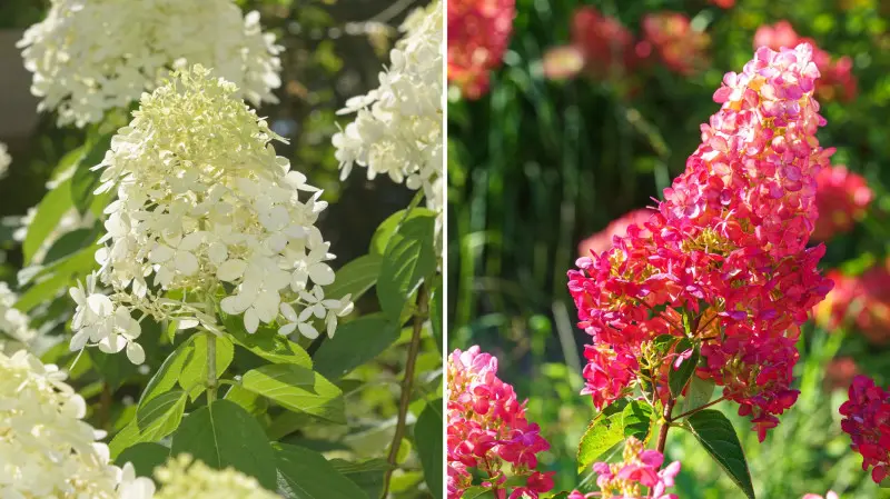 Hortensja bukietowa – naturalna zmiana koloru kwiatów z bieli na róż