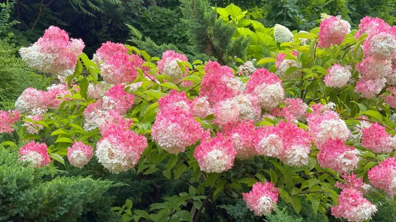 Krzew hortensji bukietowej z dużymi kwiatostanami przechodzącymi z bieli w różowe odcienie