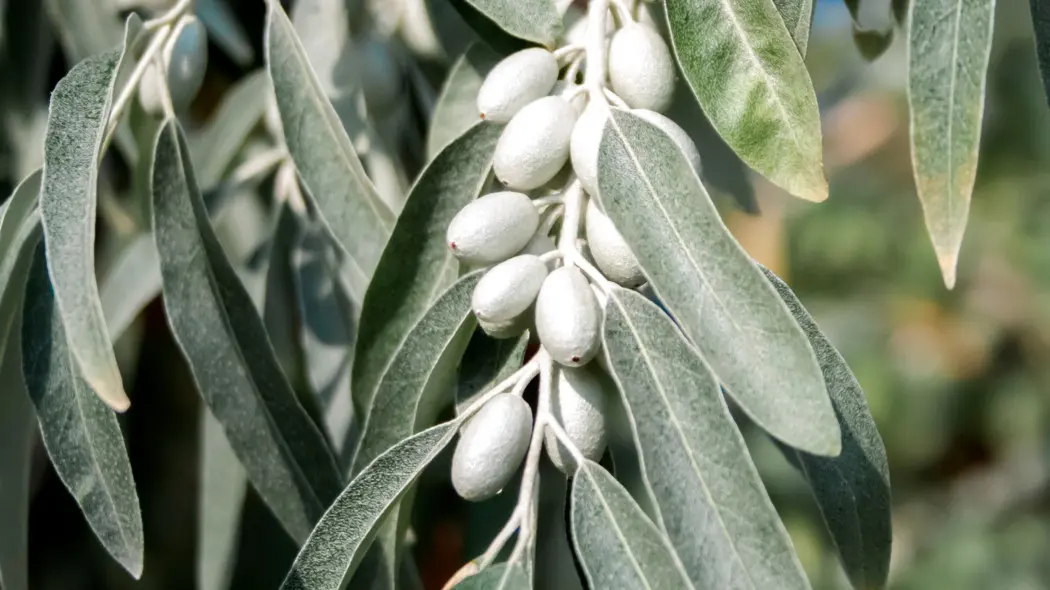 Oliwnik wąskolistny (Eleagnus angustifolia) w ogrodzie. Gałązka pokryta liśćmi i srebrzystymi owocami.