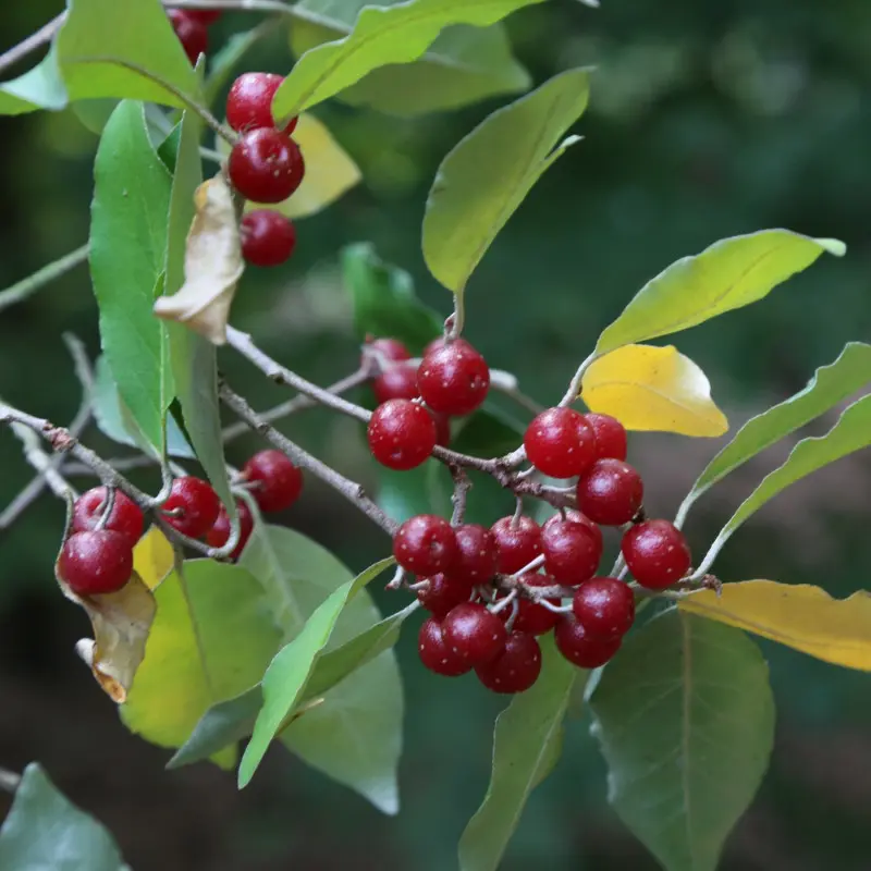 Oliwnik baldaszkowy - owoce