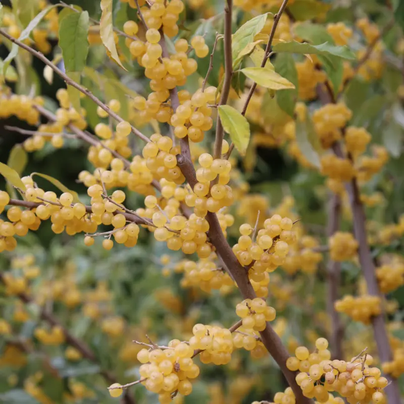 Oliwnik baldaszkowy 'Fortunella' - owoce