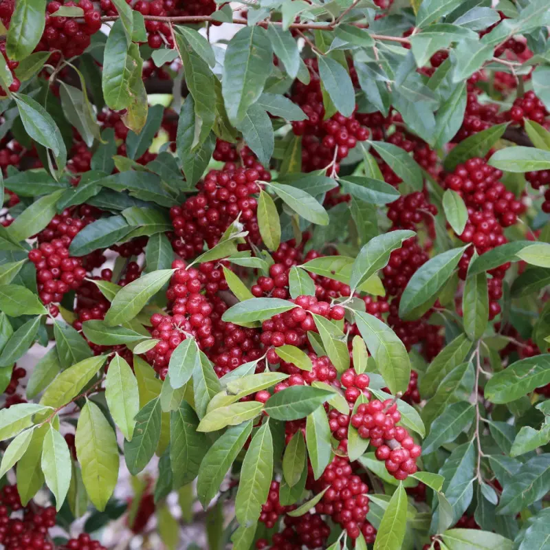 Oliwnik baldaszkowy ‘Pointilla Sweet’nSour’ - owoce