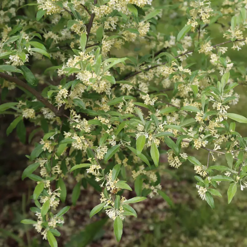 Oliwnik baldaszkowy - kwiaty