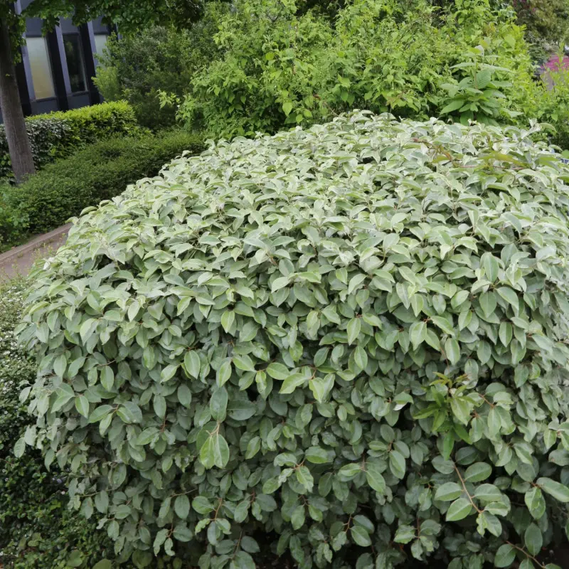 Formowany żywopłot
z oliwnika Ebbinga