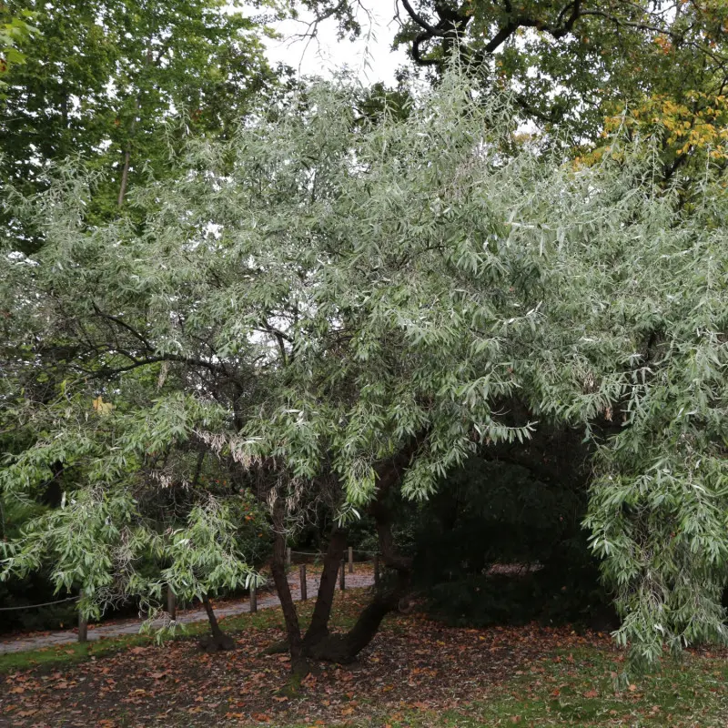 Oliwnik wąskolistny 