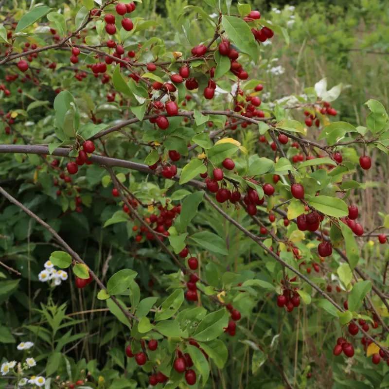 Oliwnik wielokwiatowy