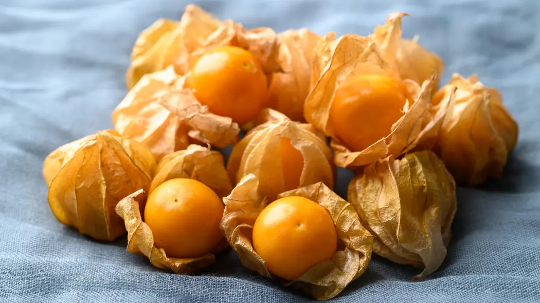 Uprawa rodzynka brazylijskiego w ogrodzie