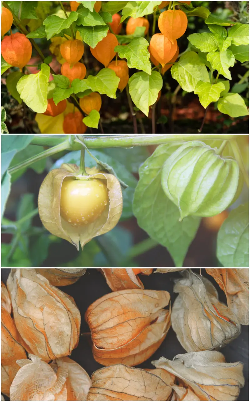 Rodzynek brazylijski - miechunka peruwiańska - wygląd rośliny