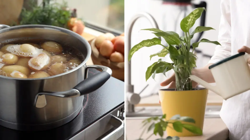 Przestań wylewać wodę po ziemniakach. To skarb dla twoich roślin