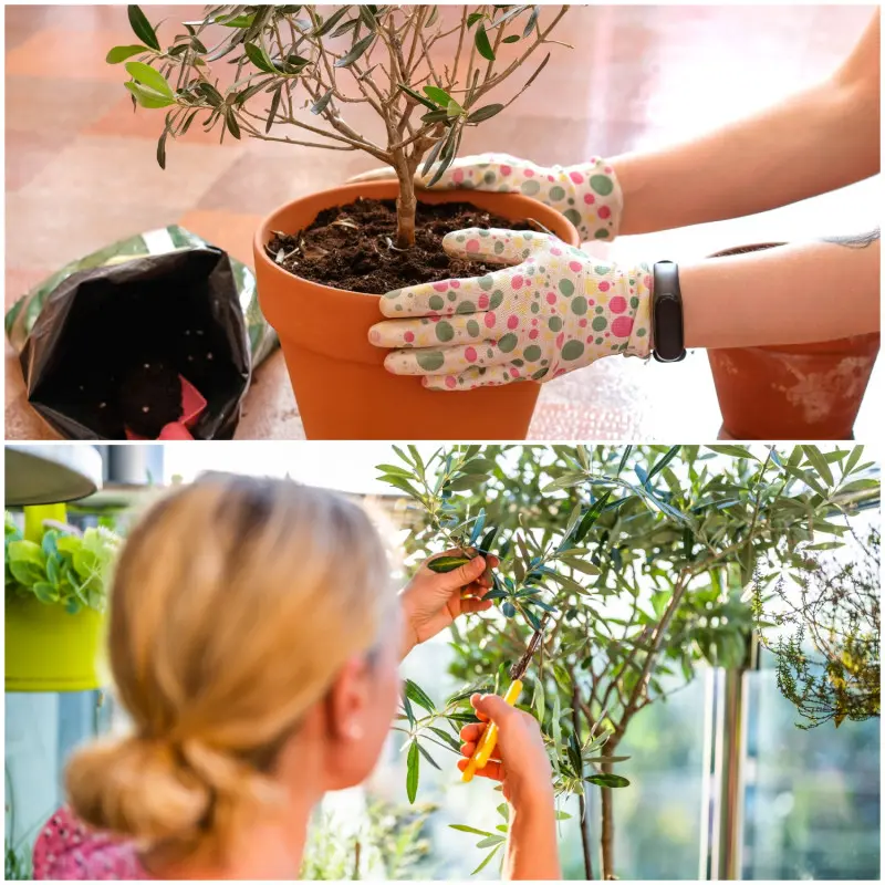 Sadzenie i przycinanie oliwki