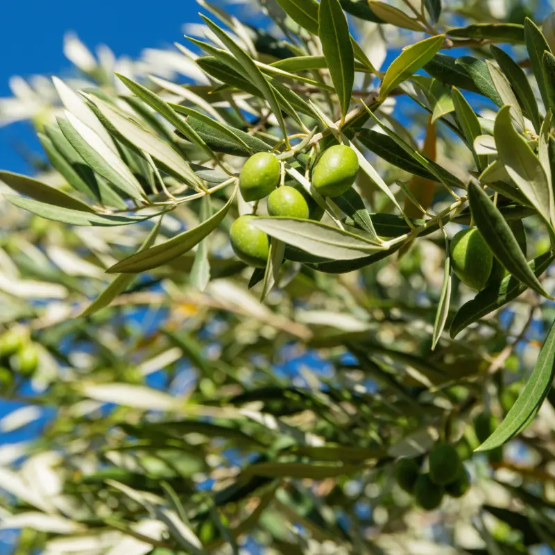 Owoce oliwki