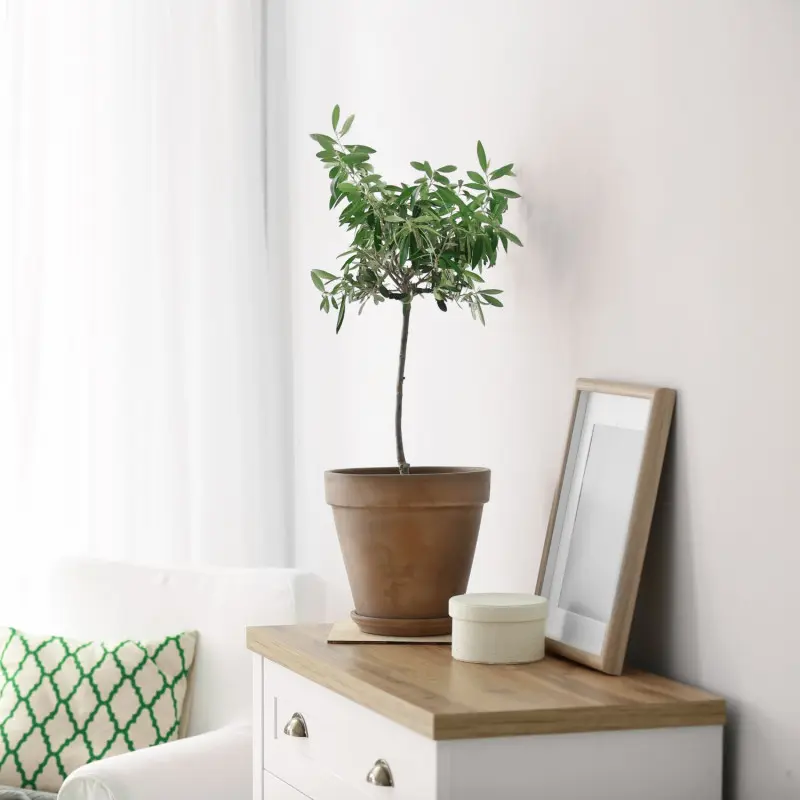 Oliwka w donicy w mieszkaniu