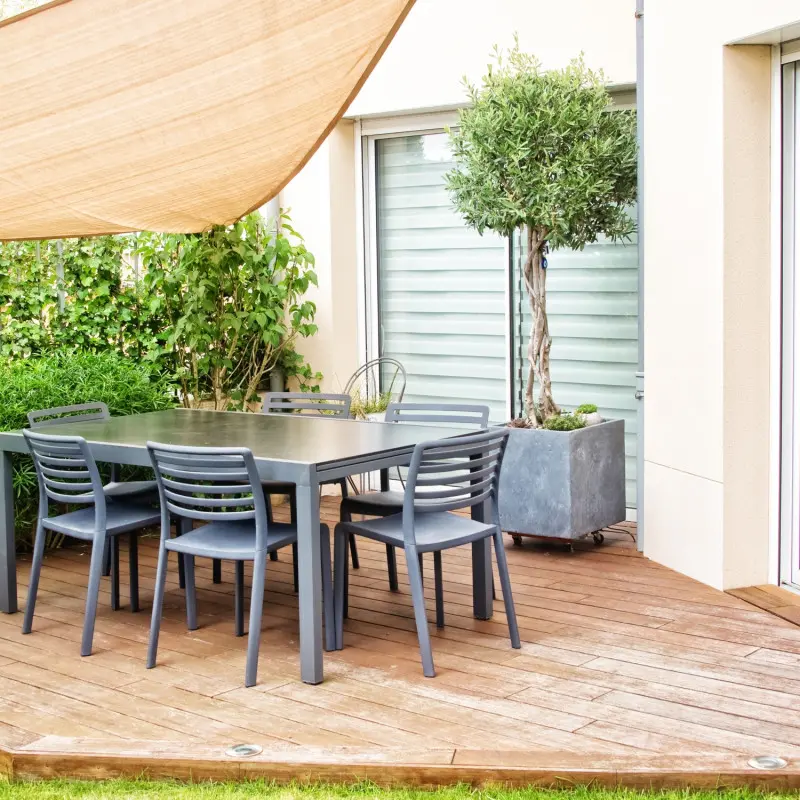 Oliwka europejska na tarasie