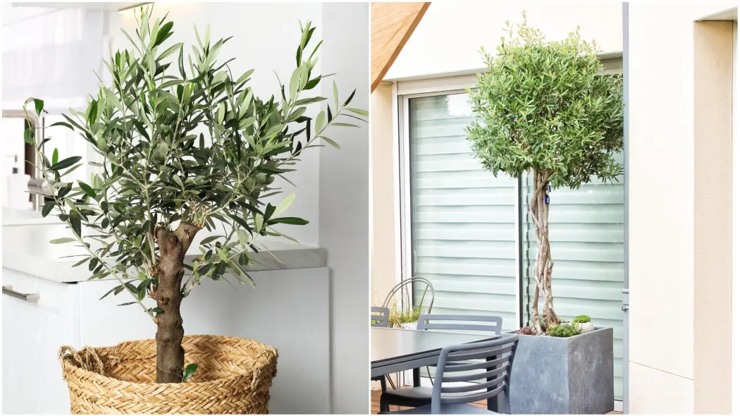 Oliwka europejska w polskim klimacie. Roślina w koszu we wnętrzu mieszkania i w donicy na tarasie latem.