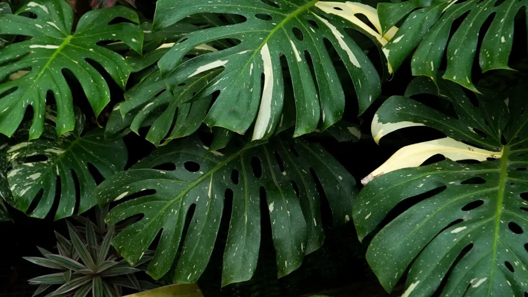 Zielone, wielkie, powcinane iście monstery 