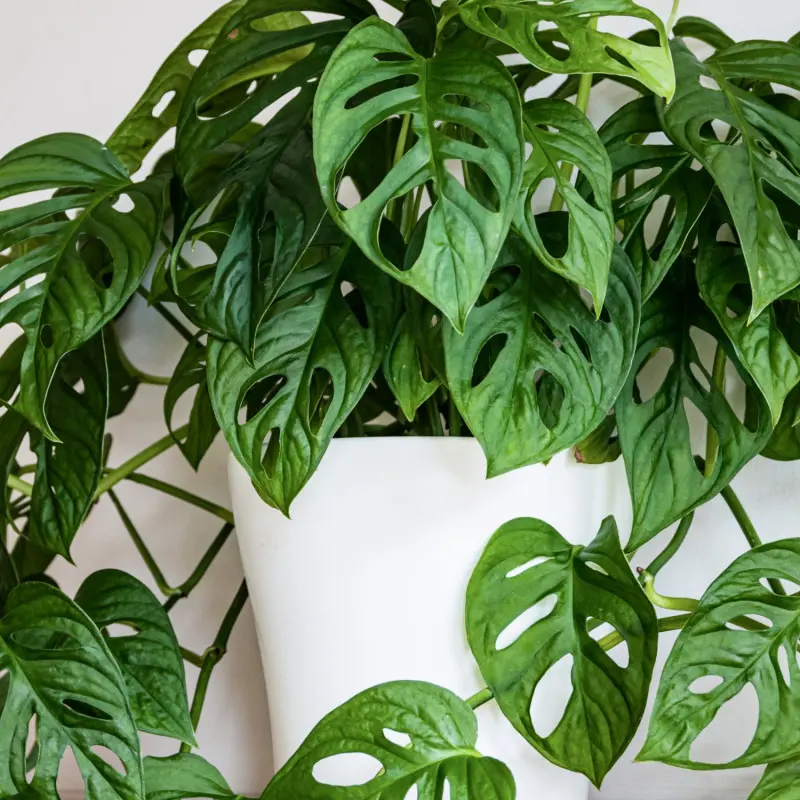 Monstera Adansona, czyli Monkey Mask