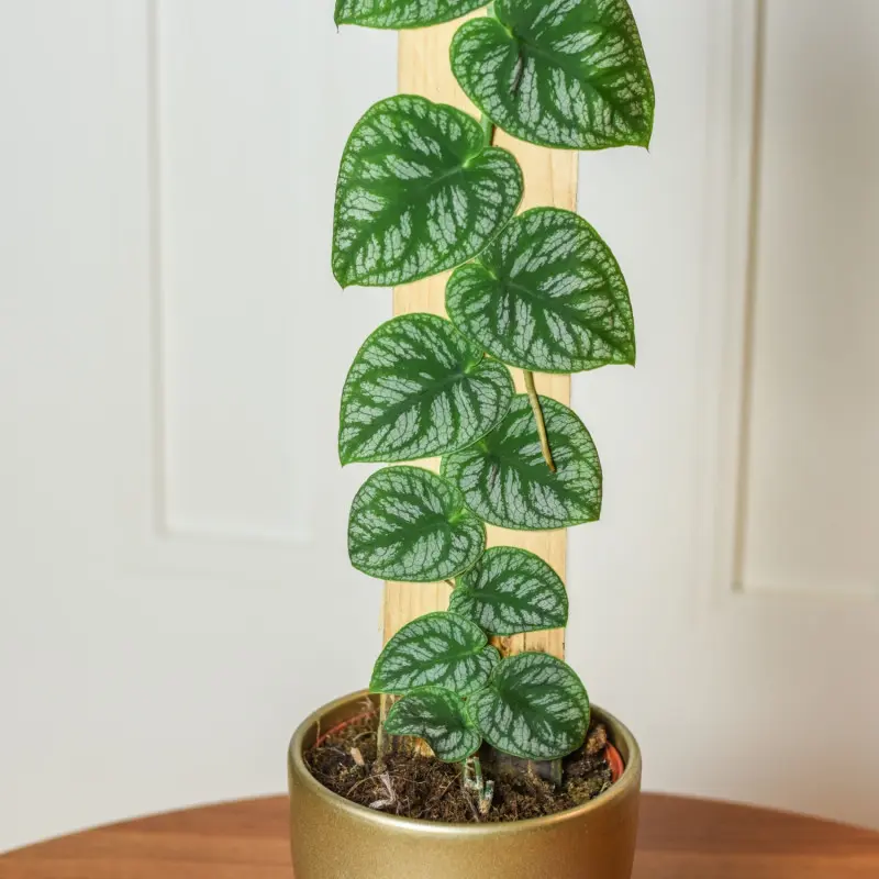 Monstera dubia