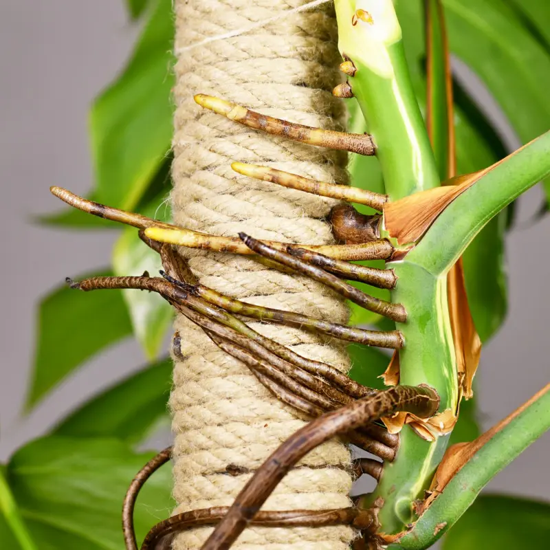 Korzenie powietrzne monstery
dziurawej