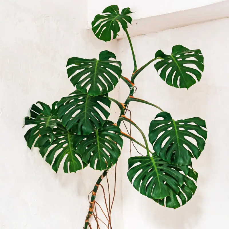 Monstera dziurawa 