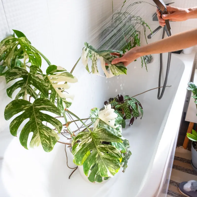 Zraszanie liści monstery