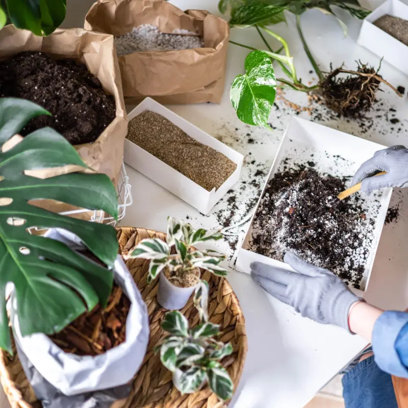 Podłoże bigos do monstery