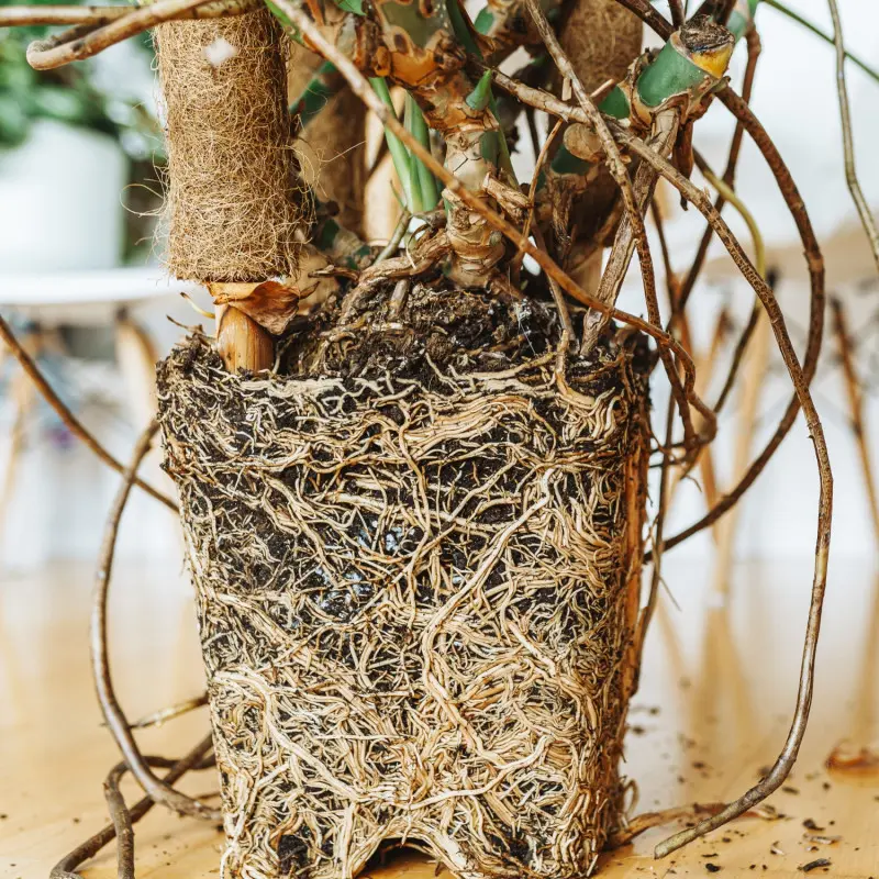 Splątane korzenie monstery