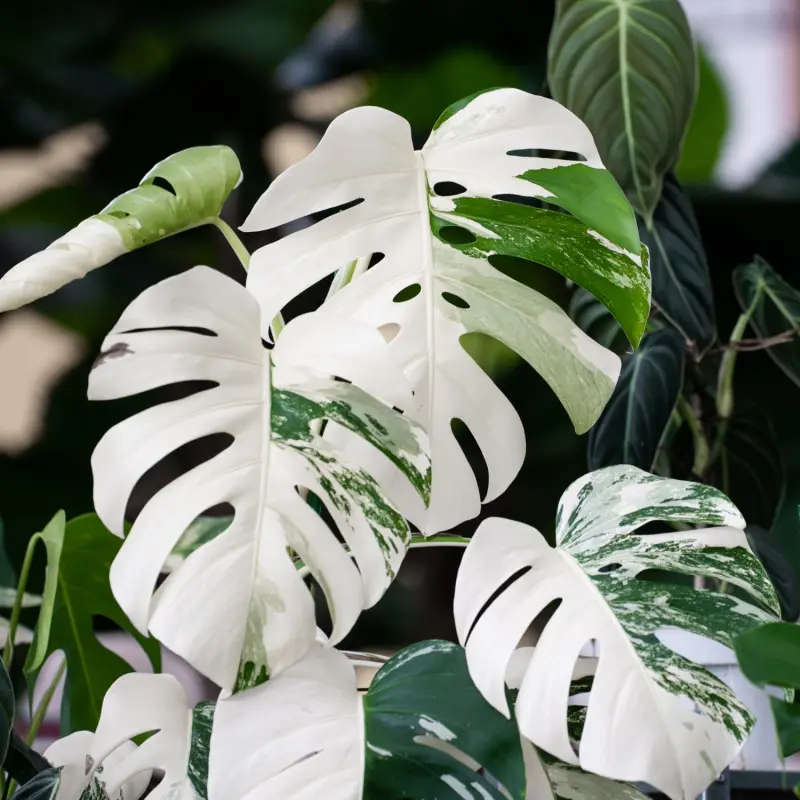 Monstera 'Albo Variegata'
