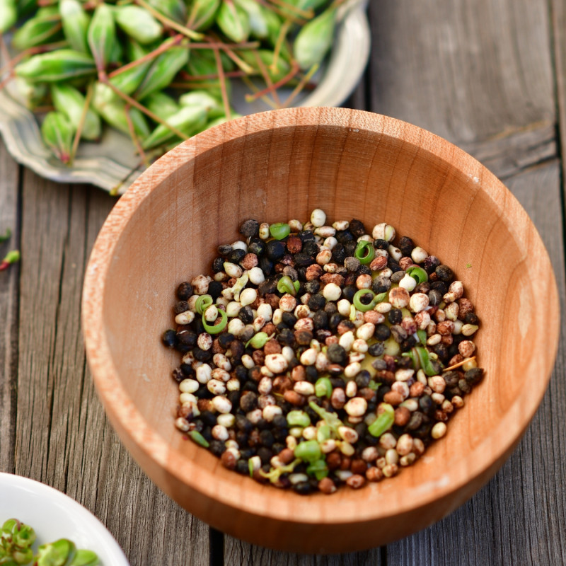 Uprażone nasiona niecierpka gruczołowatego