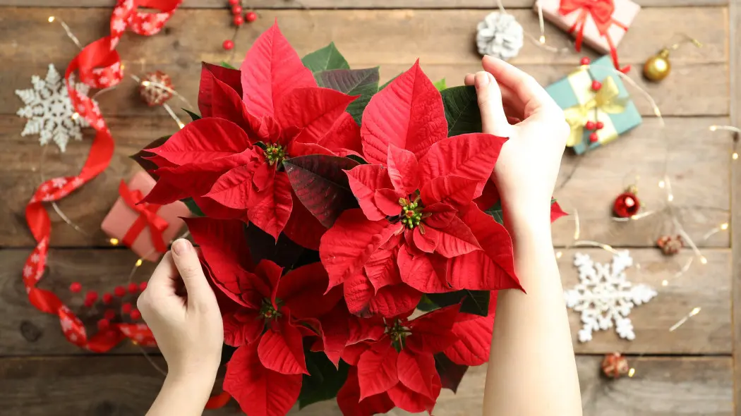 Poinsecja jako nowy symbol Bożego Narodzenia