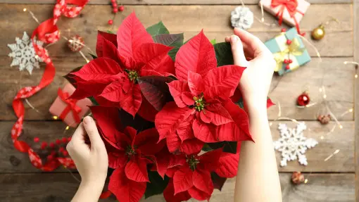 12 grudnia obchodzimy "Dzień Poinsecji". Oto ciekawostki o gwieździe betlejemskiej