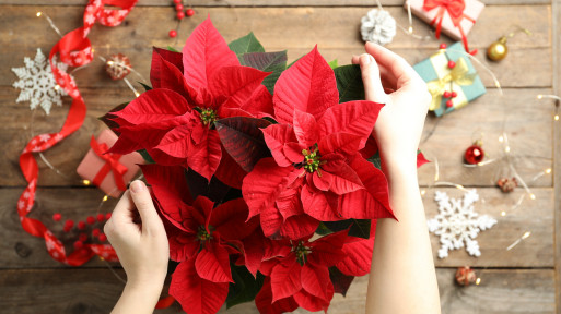 12 grudnia obchodzimy "Dzień Poinsecji". Oto ciekawostki o gwieździe betlejemskiej