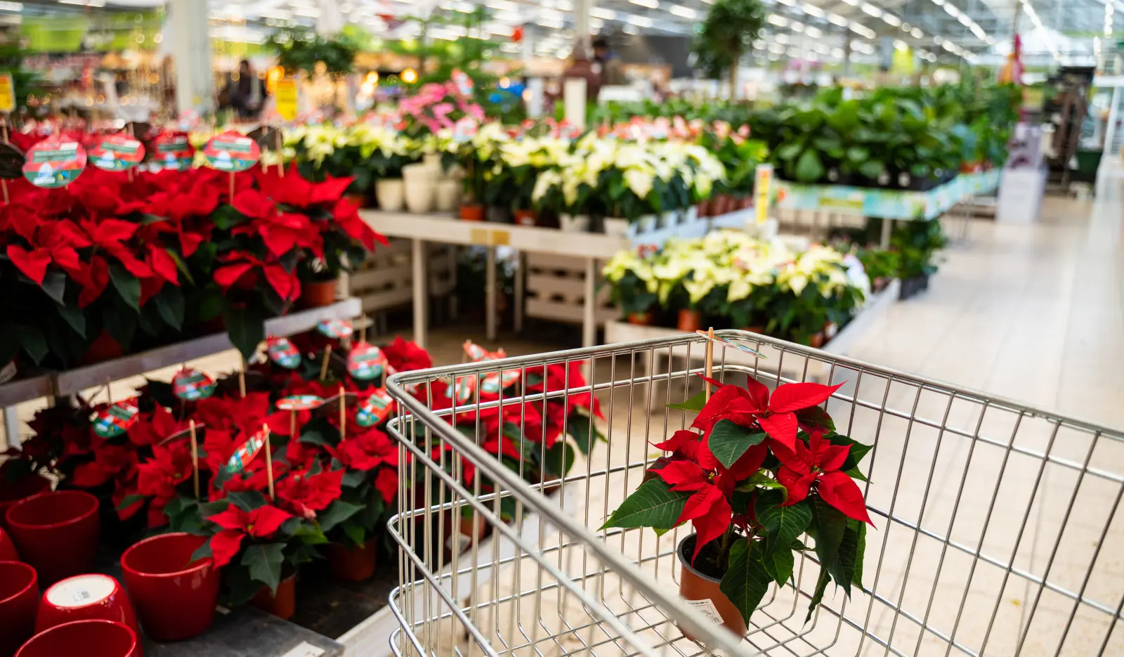 W sprzedaży są już gwiazdy betlejemskie. Co warto o nich wiedzieć?