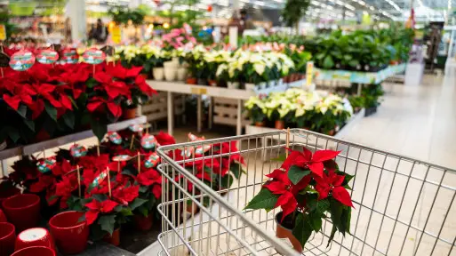 W sprzedaży są już gwiazdy betlejemskie. Co warto o nich wiedzieć? 