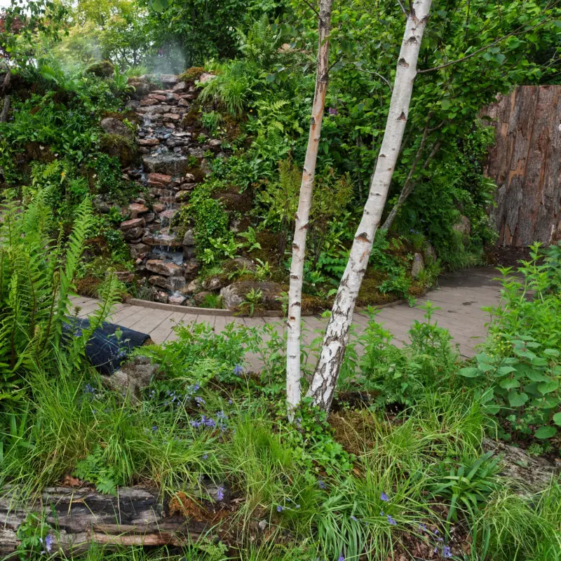 Nasadzenia naturalistyczne